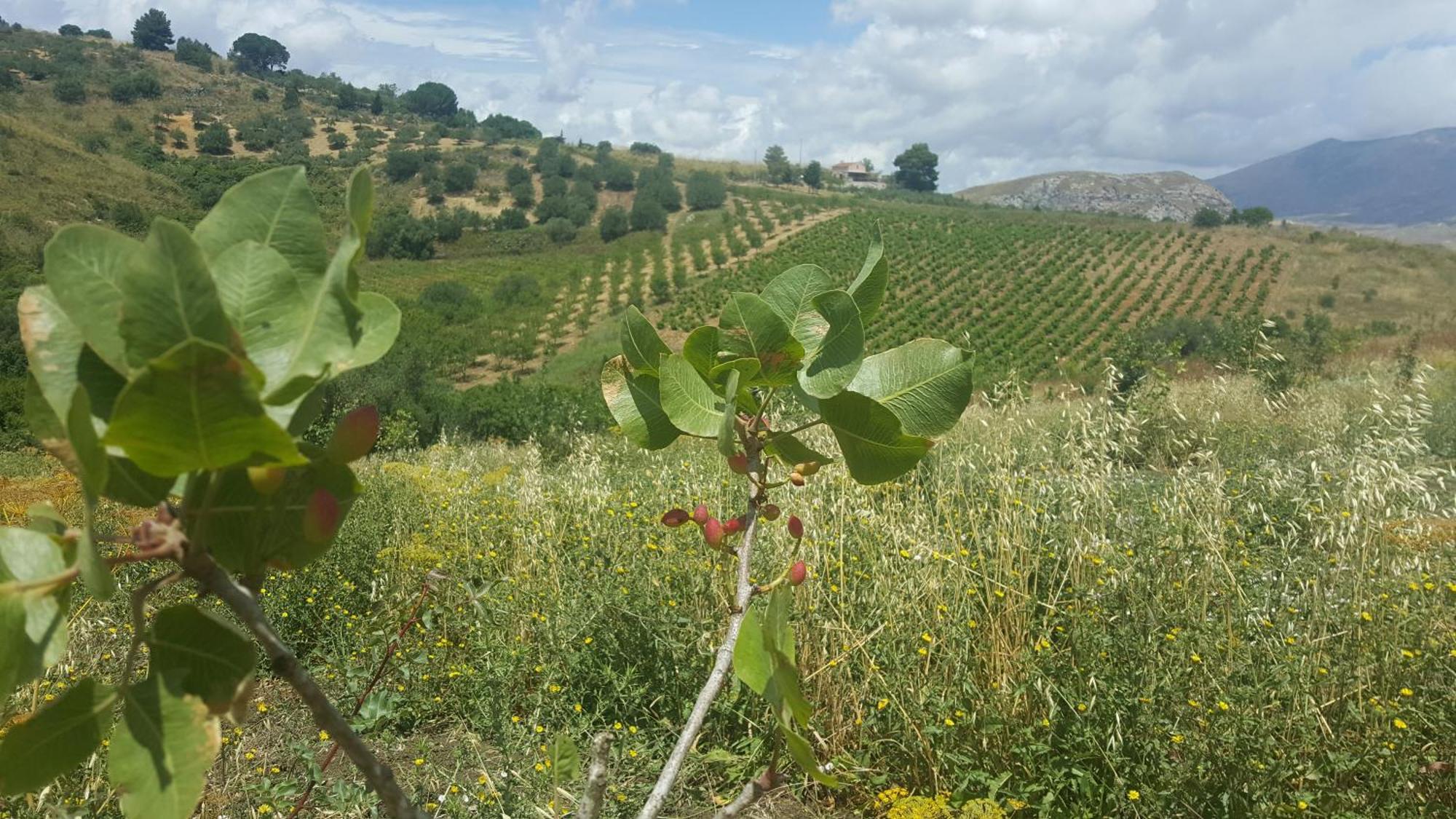 Agriturismo Gessi Villa Calatafimi Dış mekan fotoğraf